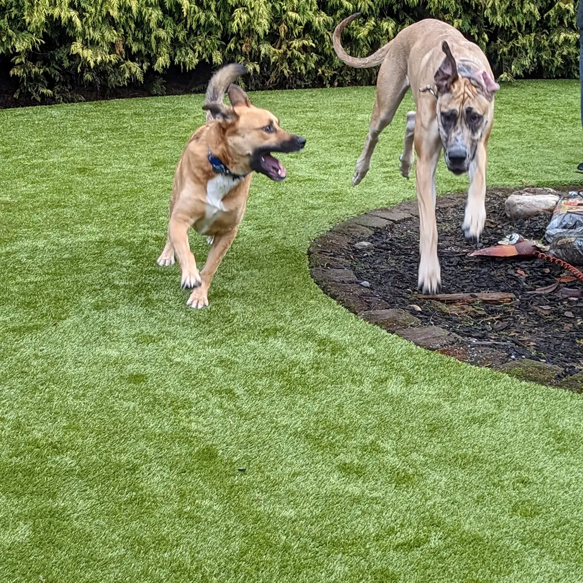 synthetic grass for dog play areas