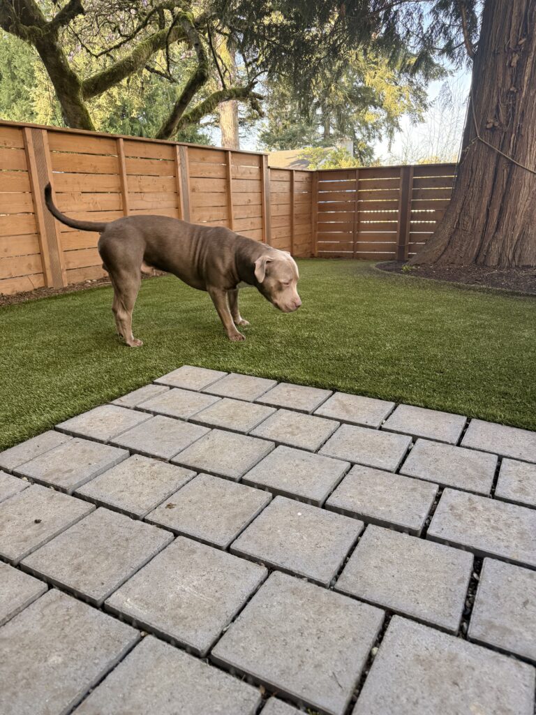 Gray dog on synthetic grass lawn with paver patio and wooden fence in residential yard