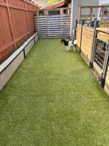 Green artificial grass in fenced side yard with small black and white dog standing near gate