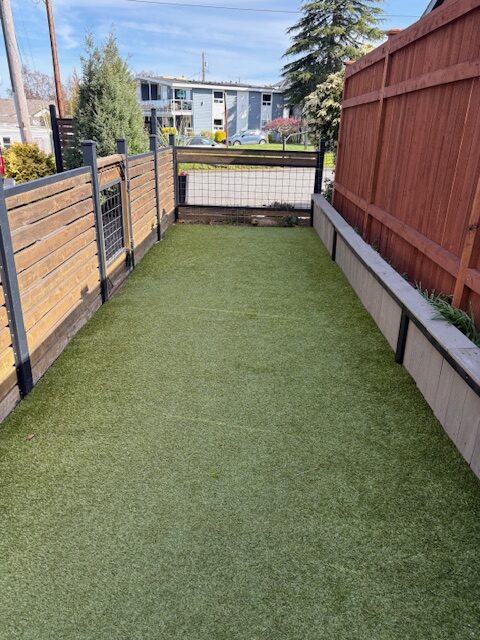 Synthetic turf lawn installed in fenced backyard with concrete border and residential buildings visible