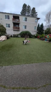 Child and dog playing on green synthetic grass yard with apartment building in background
