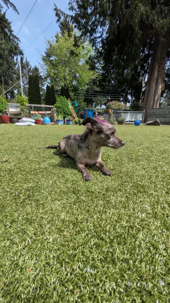 Brown dog mid-run on green synthetic turf with trees and play equipment in background